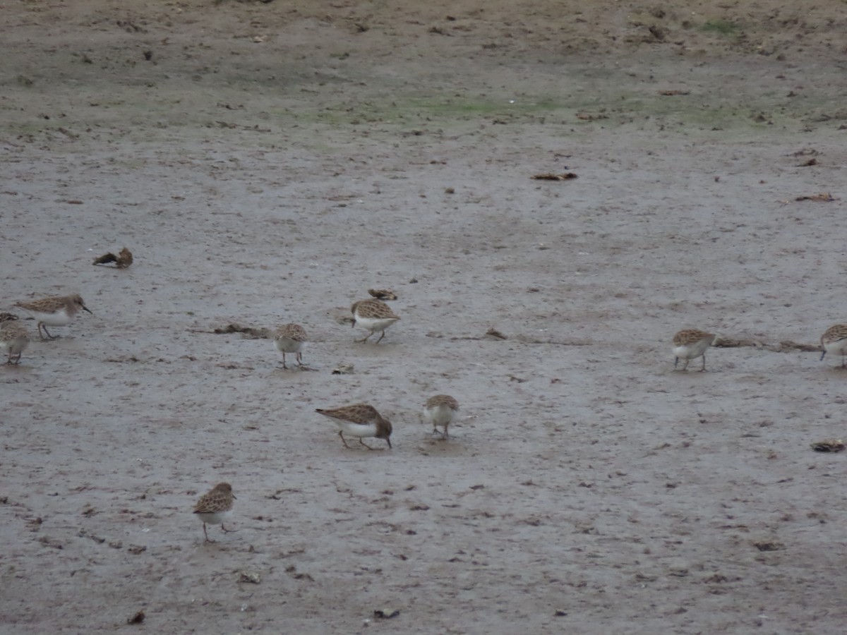 Least Sandpiper - ML646974443