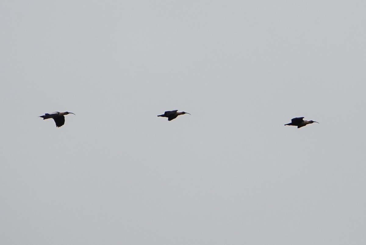 İbikli Sarıca Aynak - ML646974444