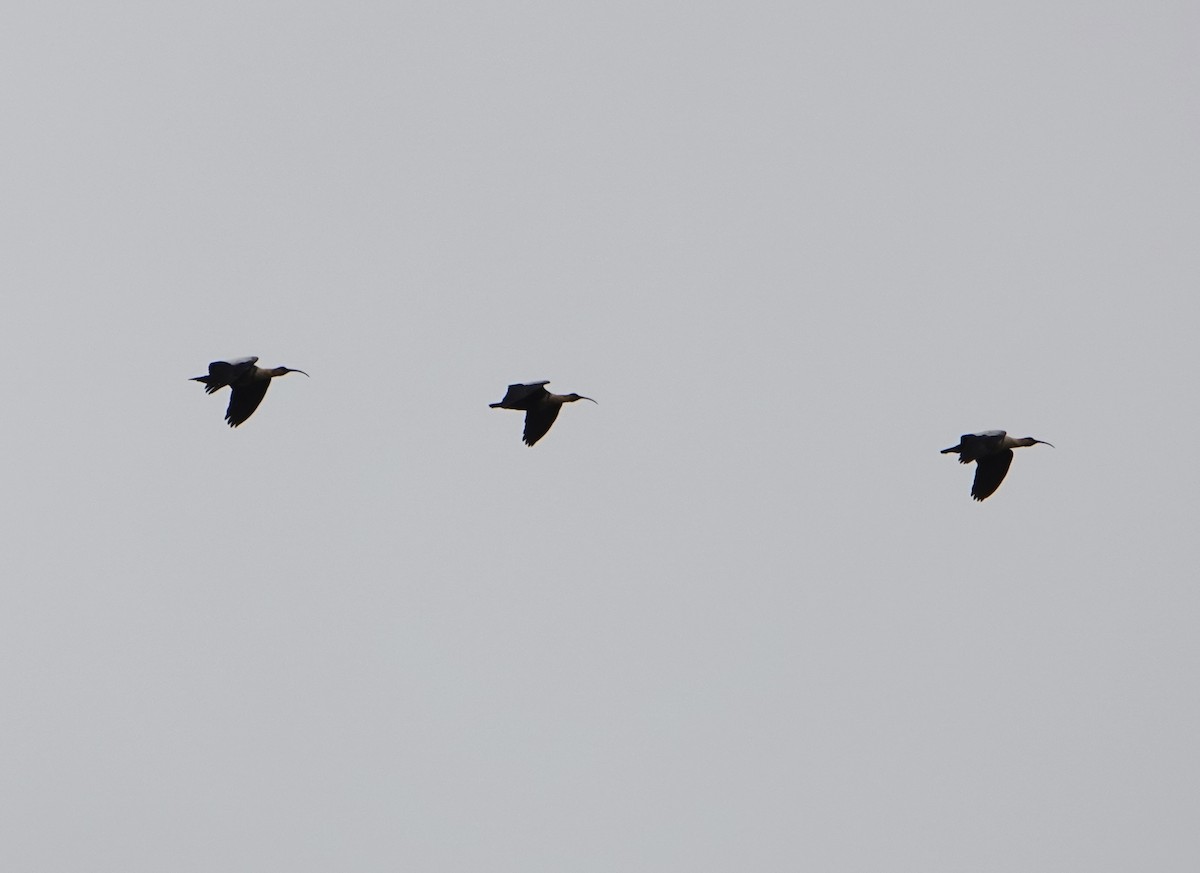 İbikli Sarıca Aynak - ML646974446