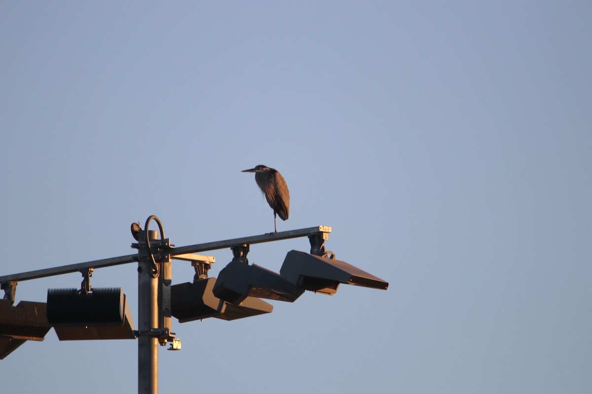 Чапля північна - ML646974448