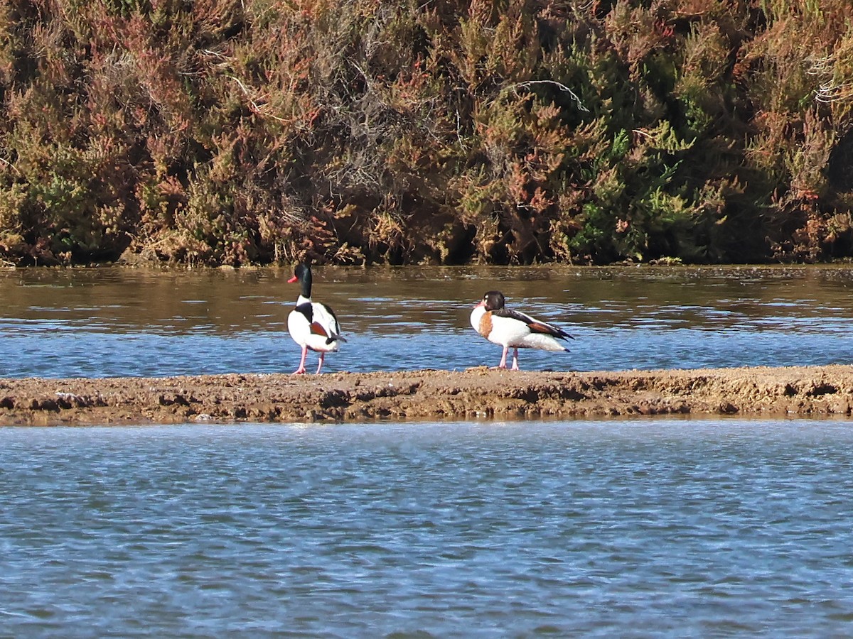 Paita arrunta - ML646974451