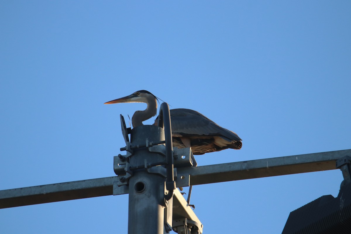 Чапля північна - ML646974457