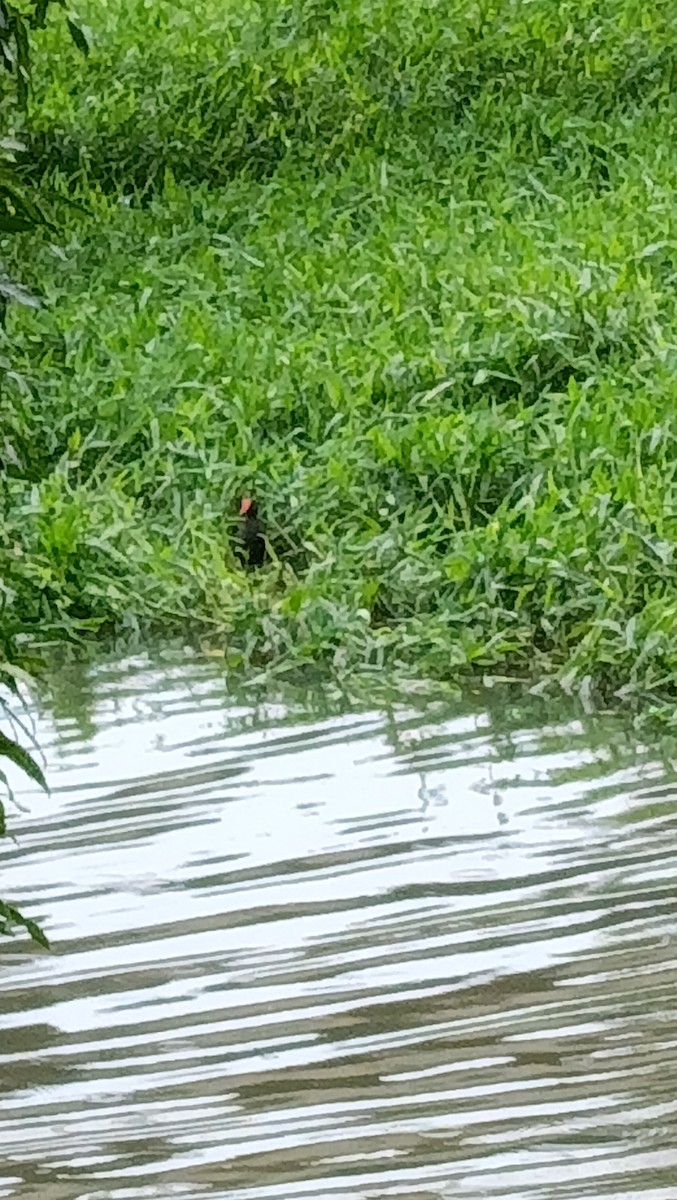 Common Gallinule - ML646974458