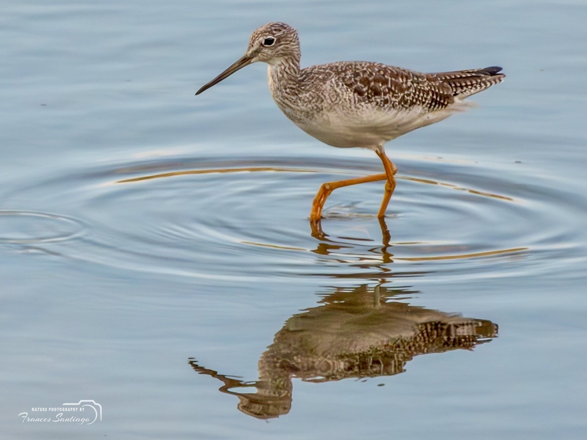 Greater Yellowlegs - ML646974463