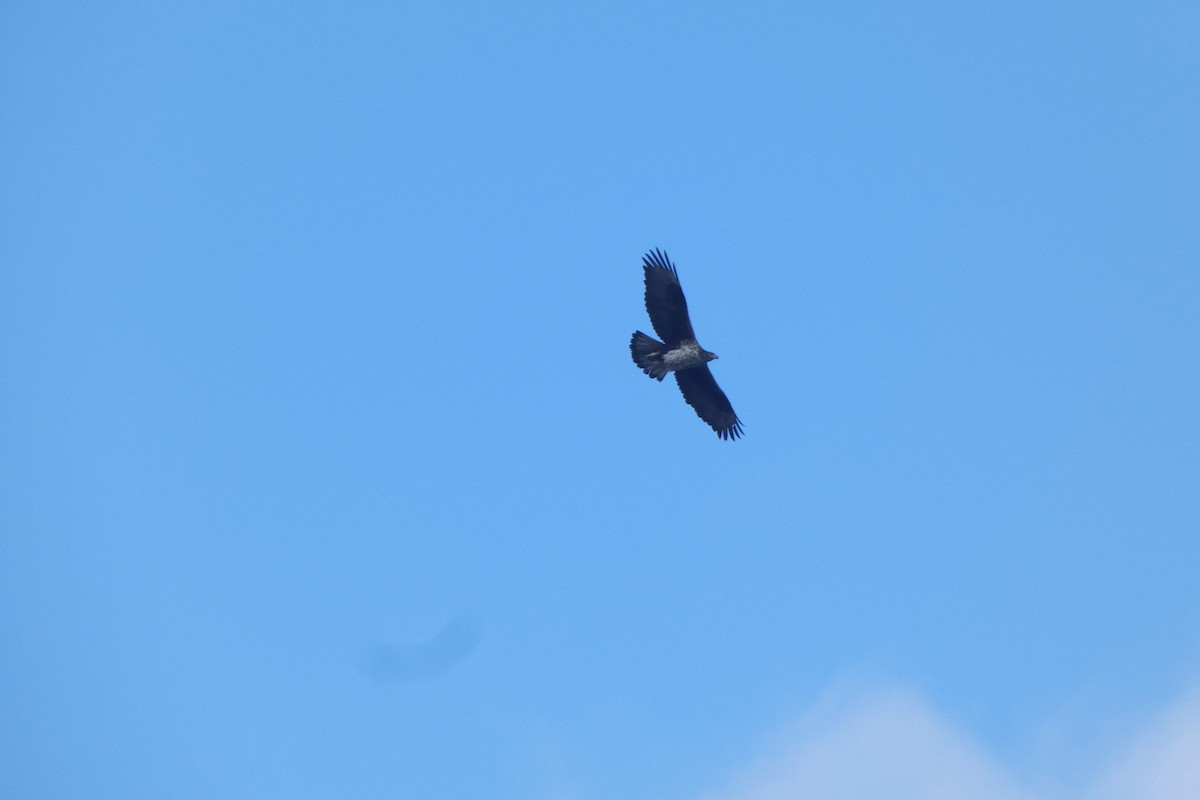 Bonelli's Eagle - ML646974466