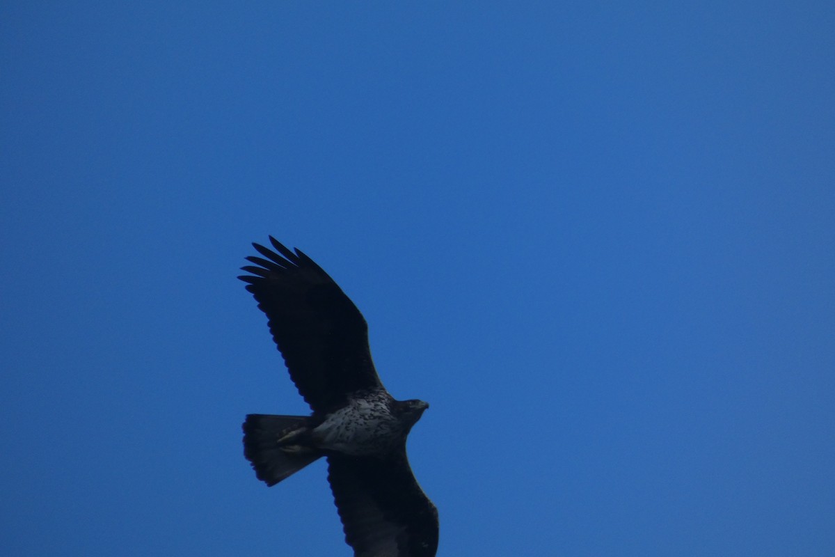 Bonelli's Eagle - ML646974467