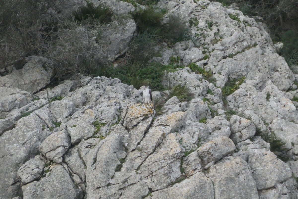 Bonelli's Eagle - ML646974468