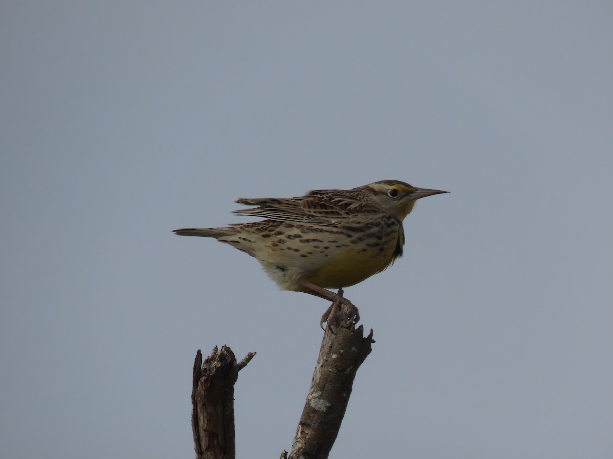 Western/Eastern Meadowlark - ML646974469