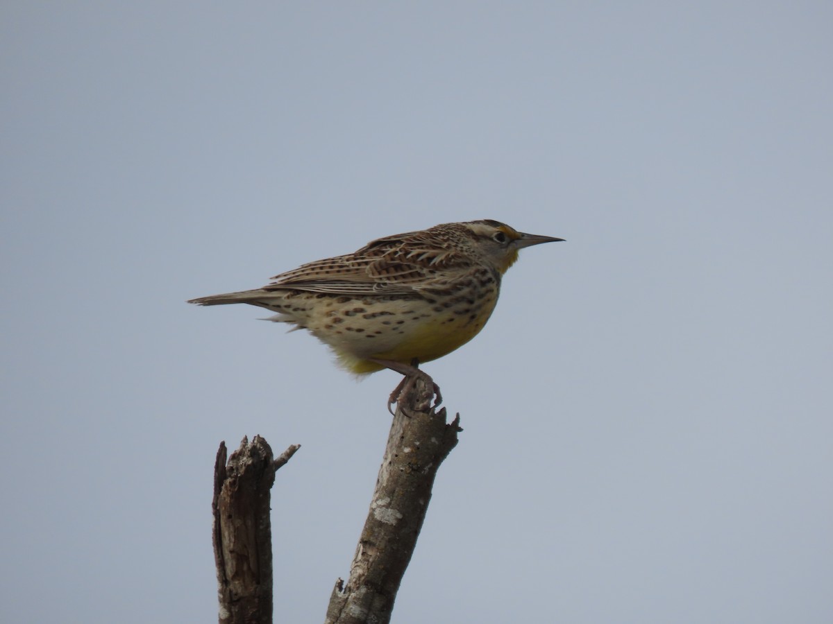 Western/Eastern Meadowlark - ML646974470
