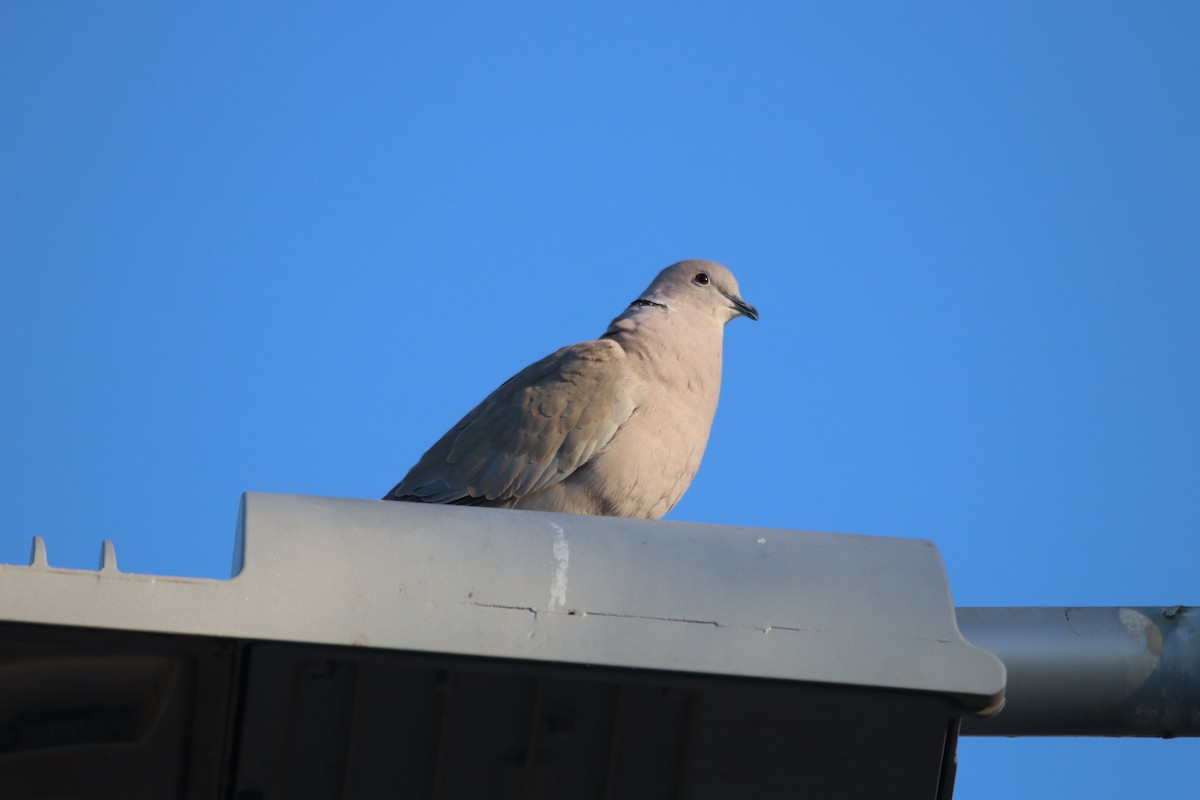 Tourterelle turque - ML646974471