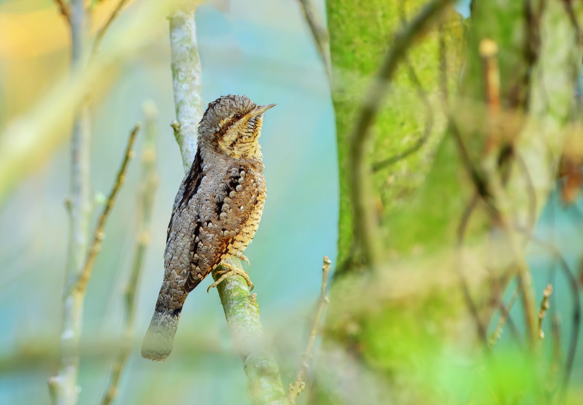 Eurasian Wryneck - ML646974473
