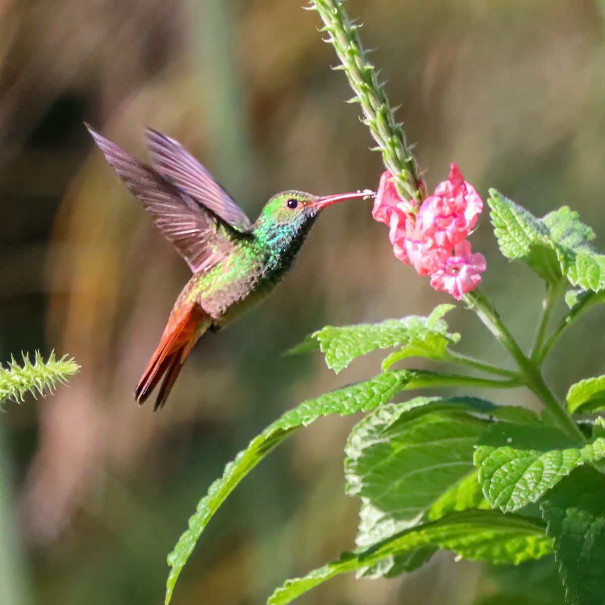 Kızıl Kuyruklu Kolibri - ML646974476