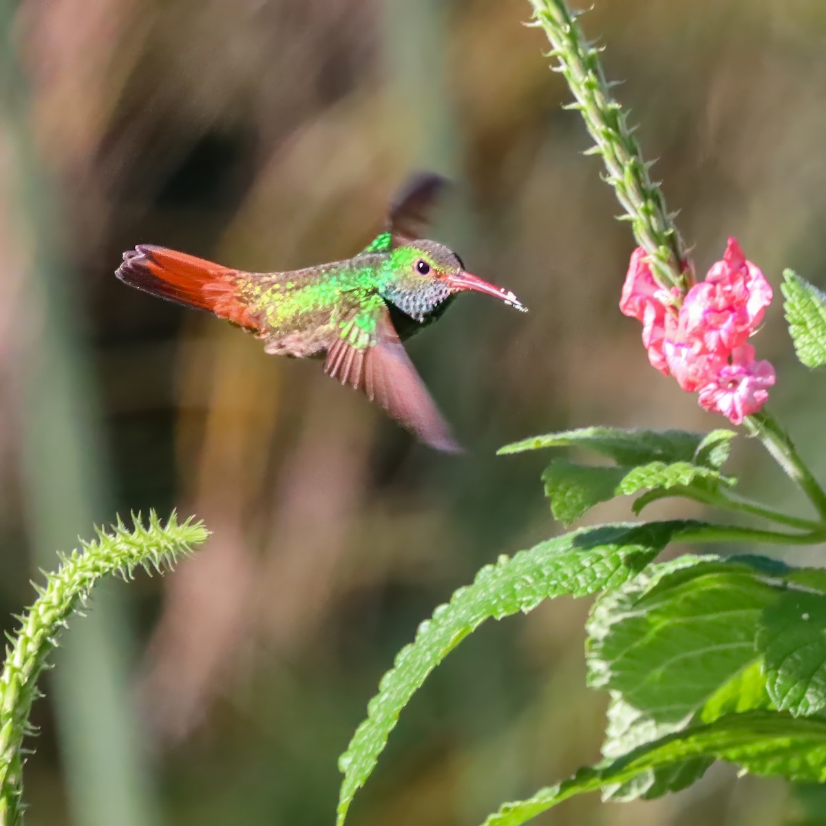 Kızıl Kuyruklu Kolibri - ML646974477