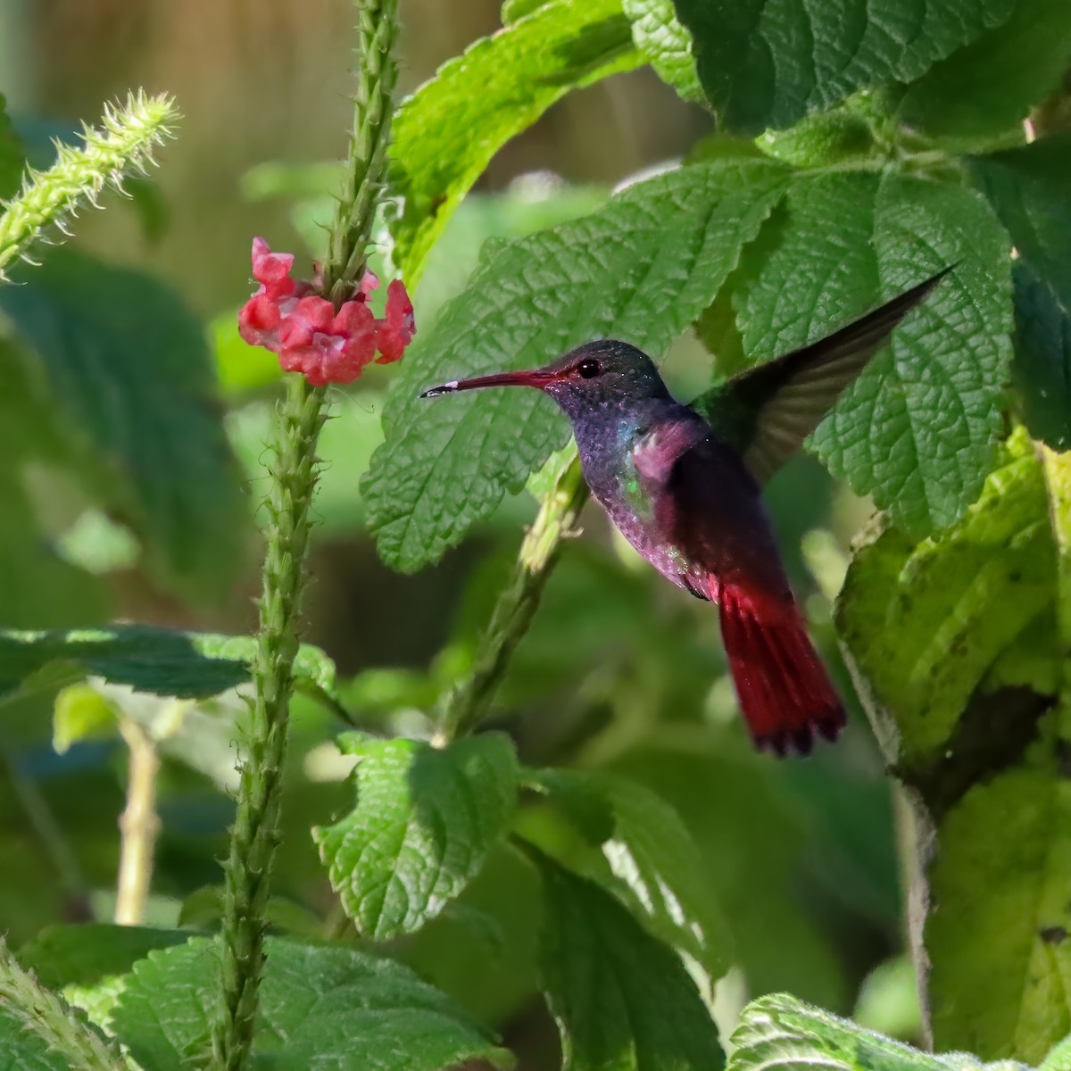 Kızıl Kuyruklu Kolibri - ML646974478