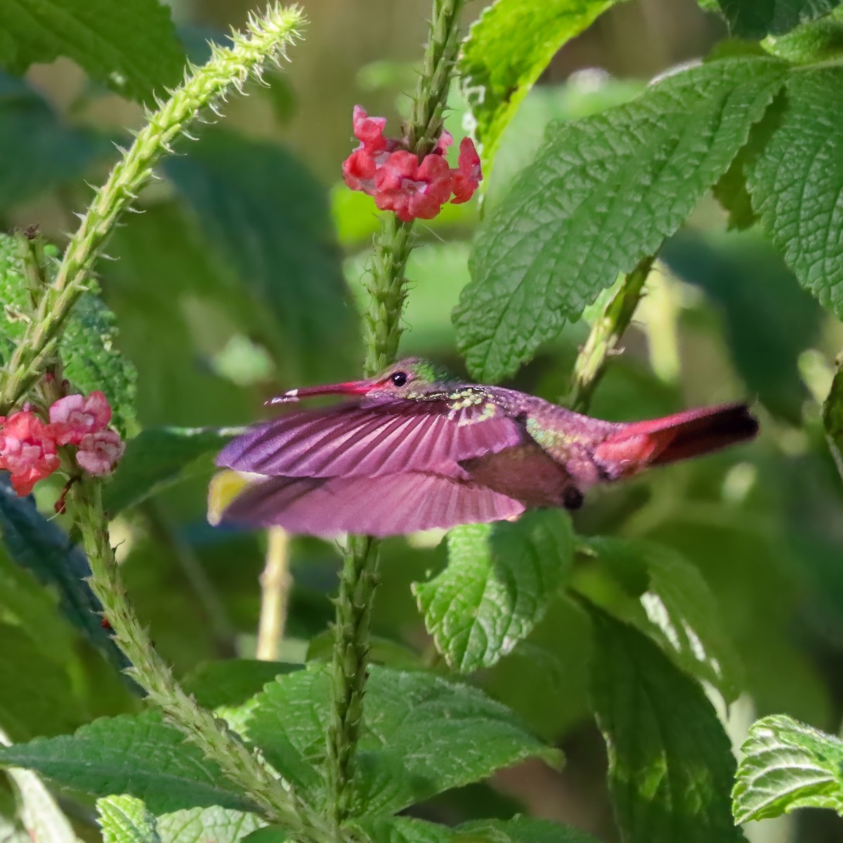 Kızıl Kuyruklu Kolibri - ML646974479