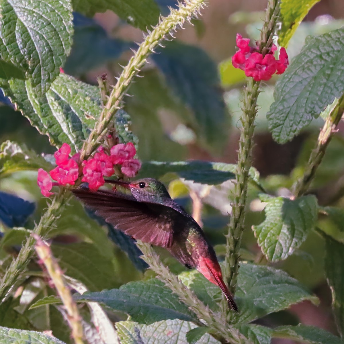 Kızıl Kuyruklu Kolibri - ML646974480