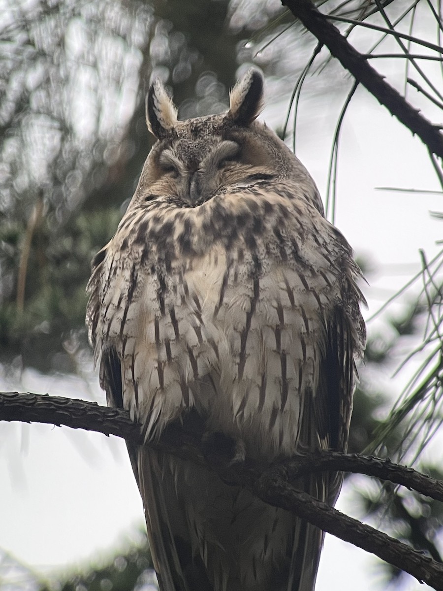 hornugle - ML646974481