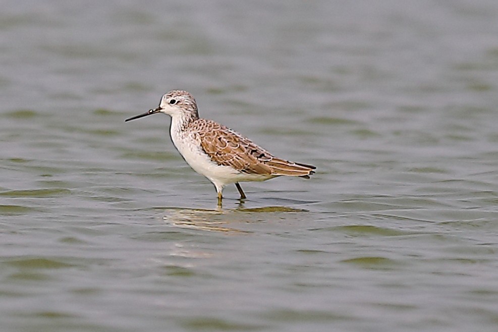 小青足鷸 - ML646974482