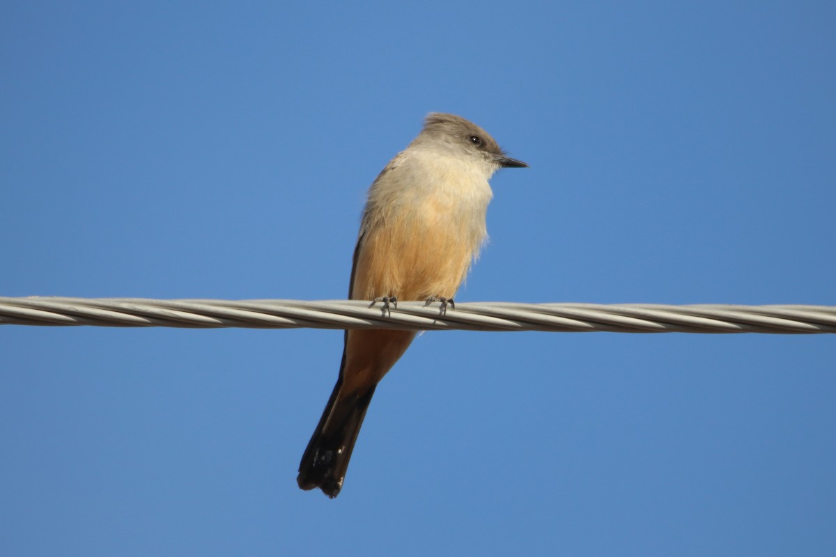 Феб великий - ML646974484