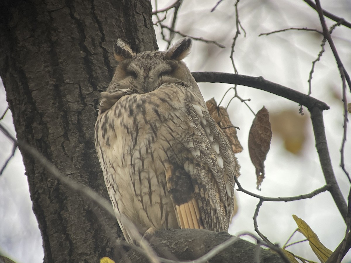 hornugle - ML646974485