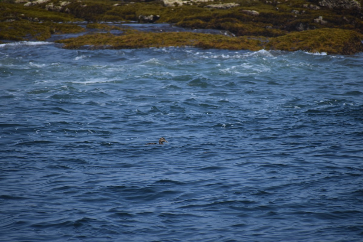 Common Eider - ML646974486