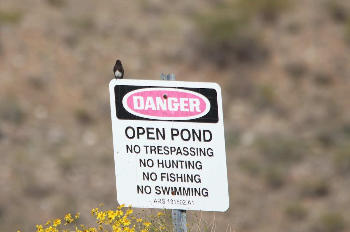 Феб чорний - ML646974493