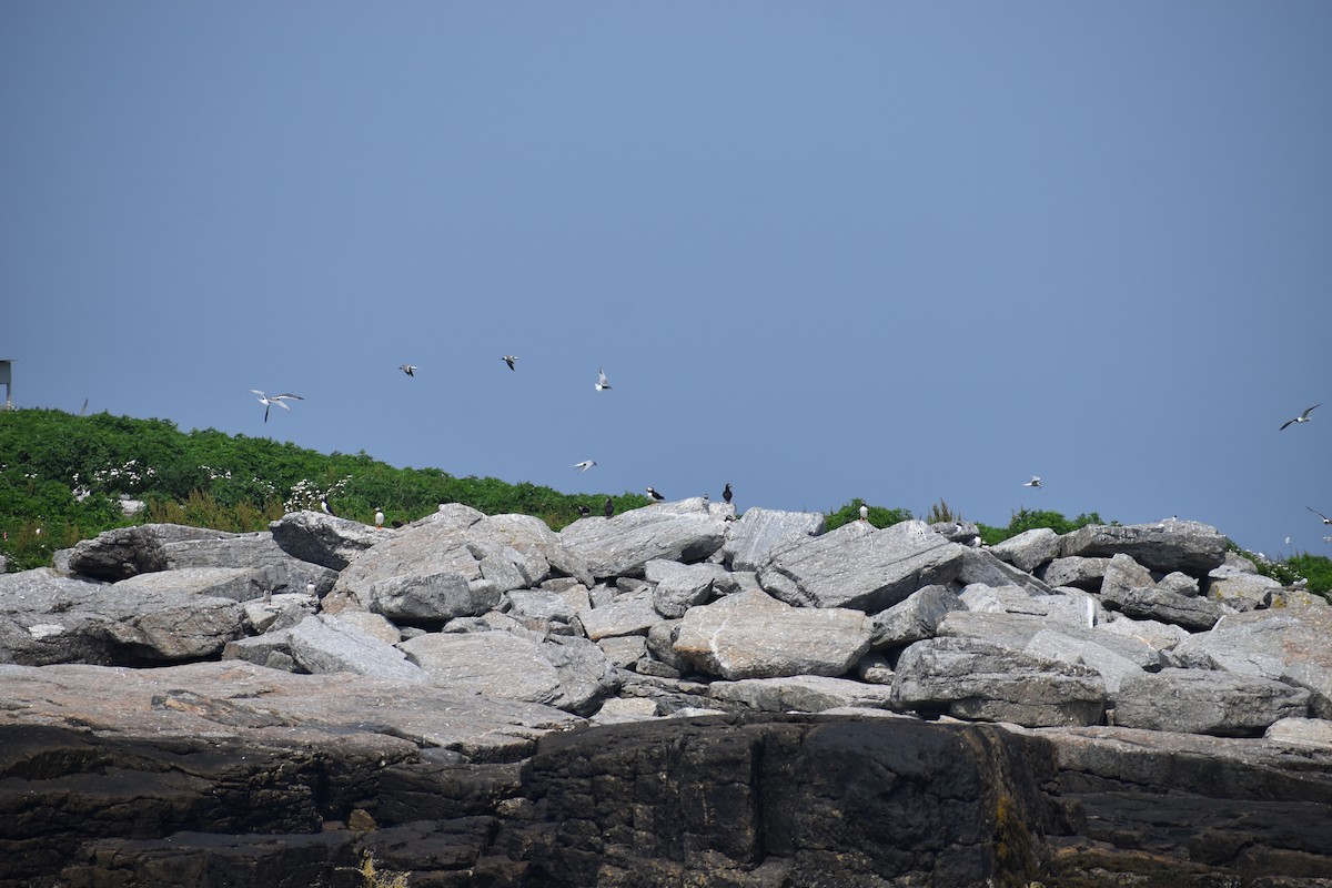 Atlantic Puffin - ML646974497