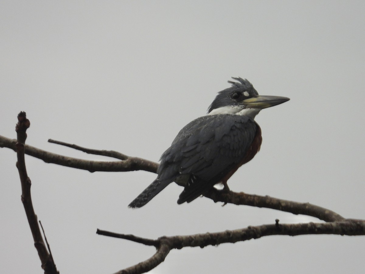 Ringed Kingfisher - ML646974498