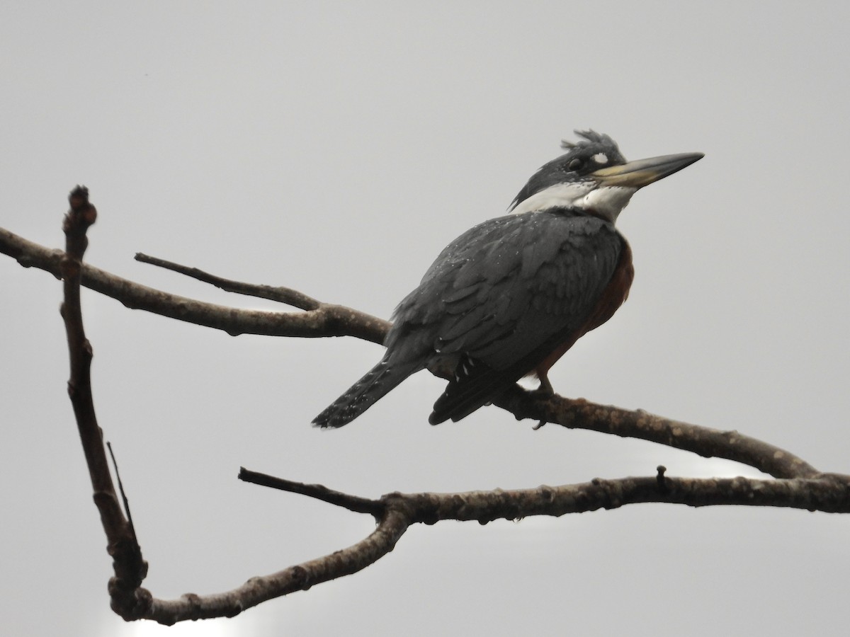 Ringed Kingfisher - ML646974499