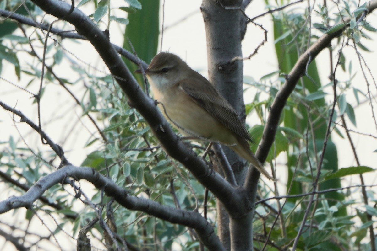 ニシオオヨシキリ - ML646974500