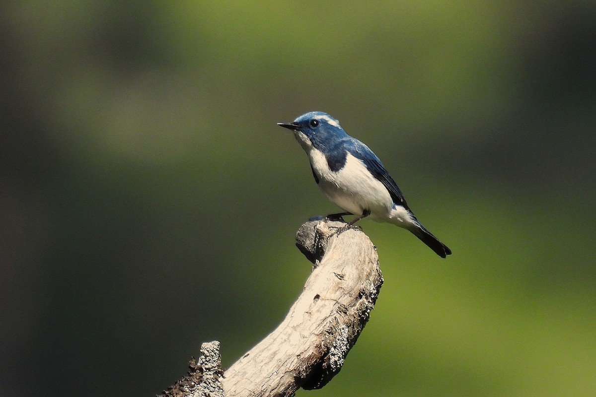 マユヒタキ - ML646974501