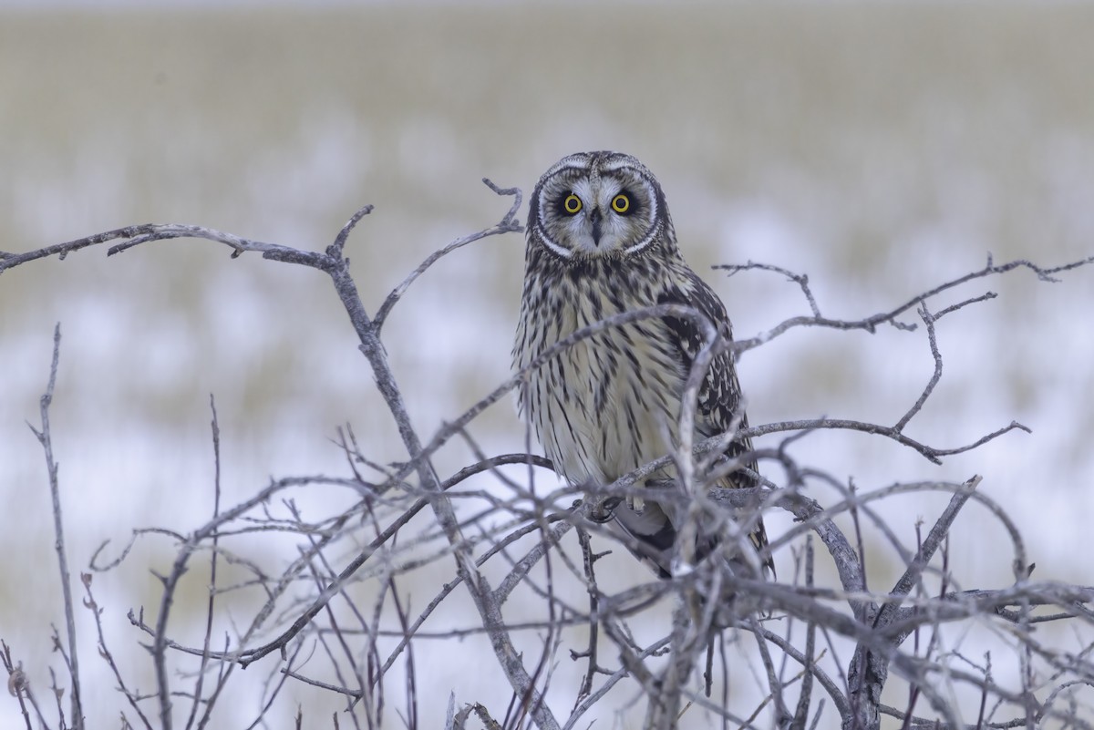 Сова болотяна - ML646974509