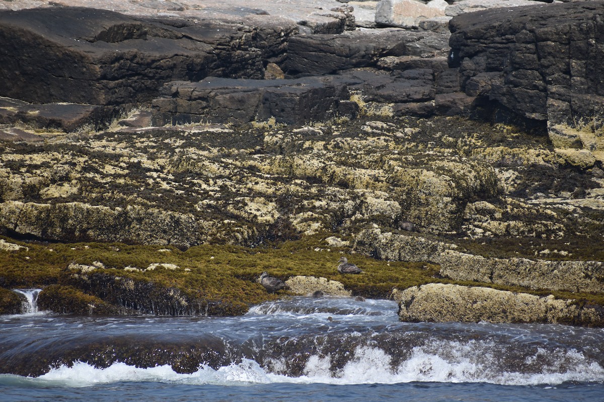 Common Eider - ML646974510