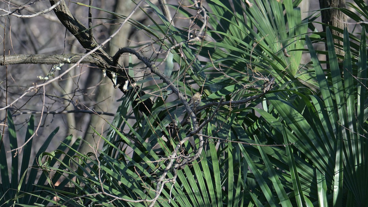 Txonta arrunta - ML646974511