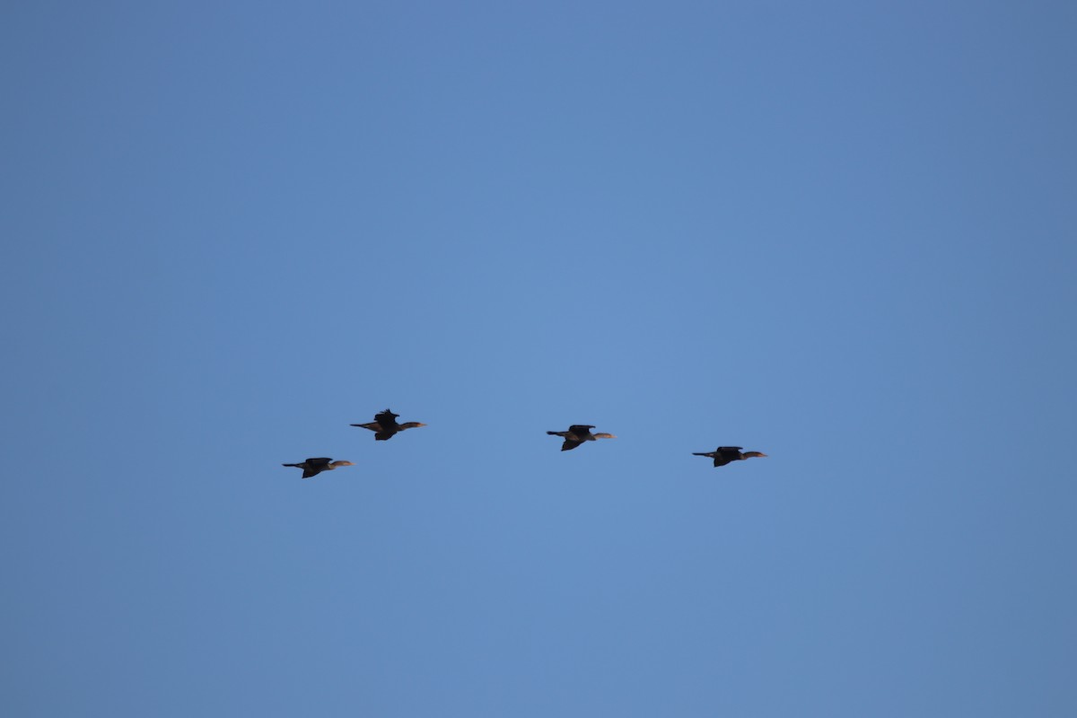 Баклан бразильський - ML646974512