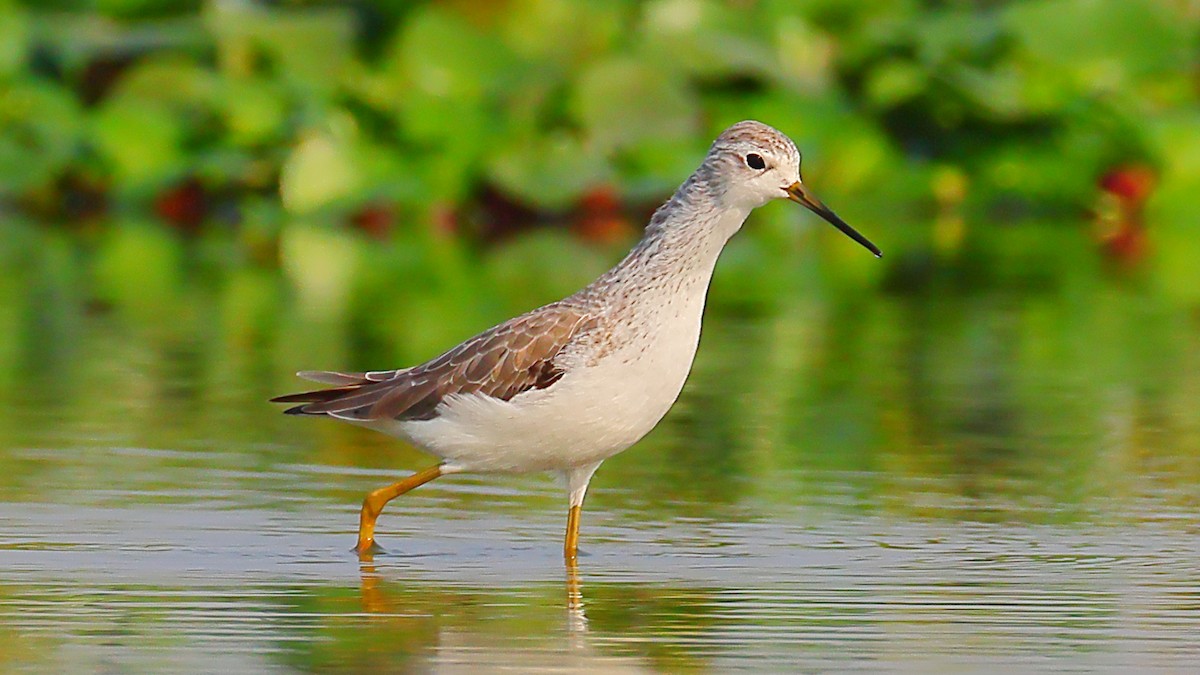 Marsh Sandpiper - ML646974513