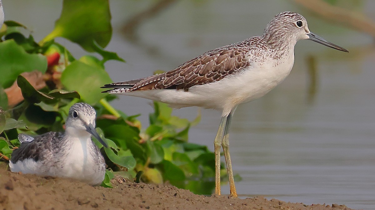 Common Greenshank - ML646974514