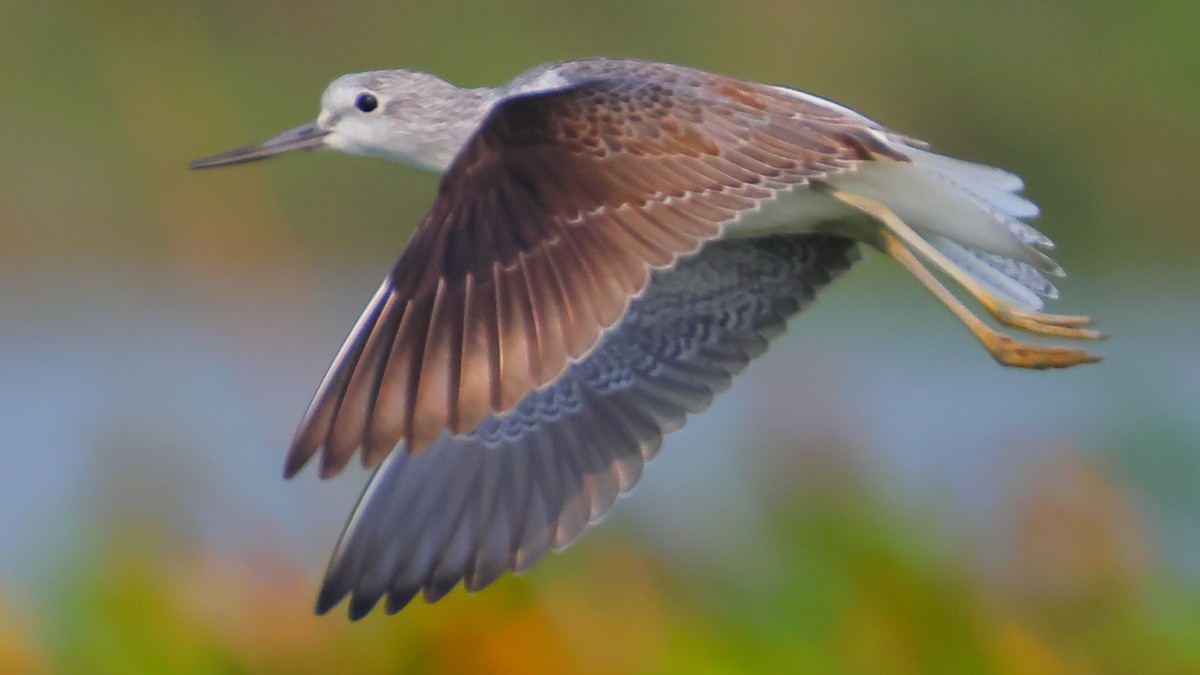 Common Greenshank - ML646974515