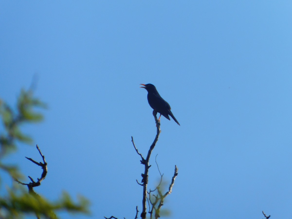 Chiguanco Thrush - ML646974516