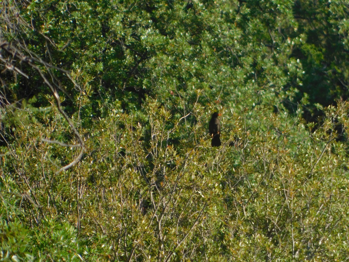 Chiguanco Thrush - ML646974517