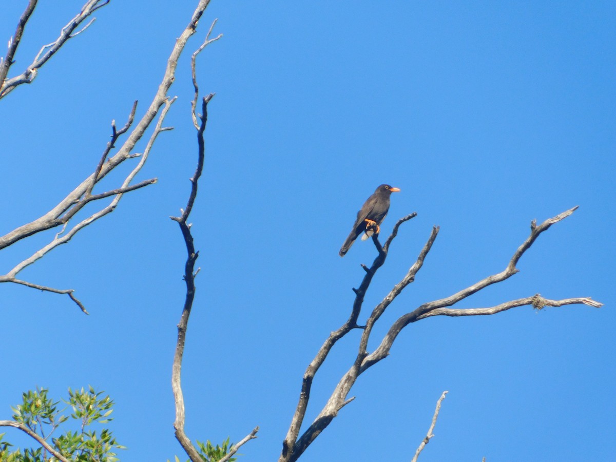 Chiguanco Thrush - ML646974518