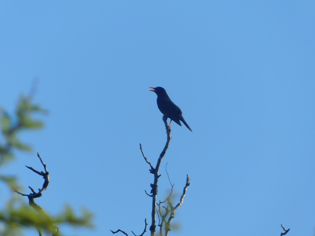 Chiguanco Thrush - ML646974519