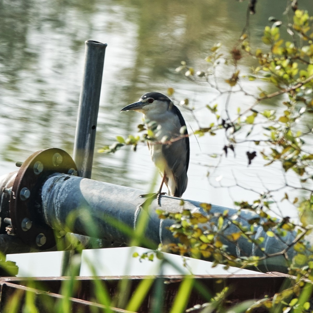 ゴイサギ - ML646974520