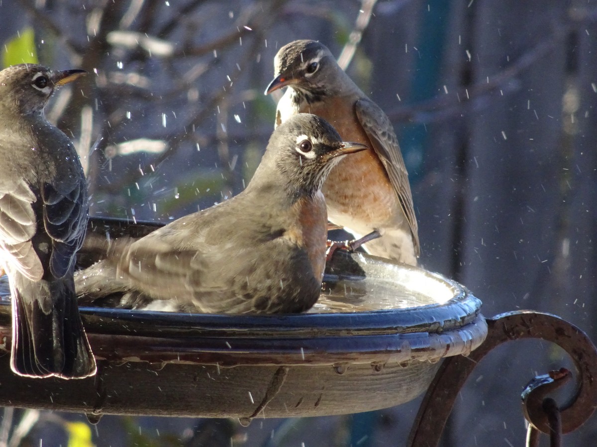 American Robin - ML646974522