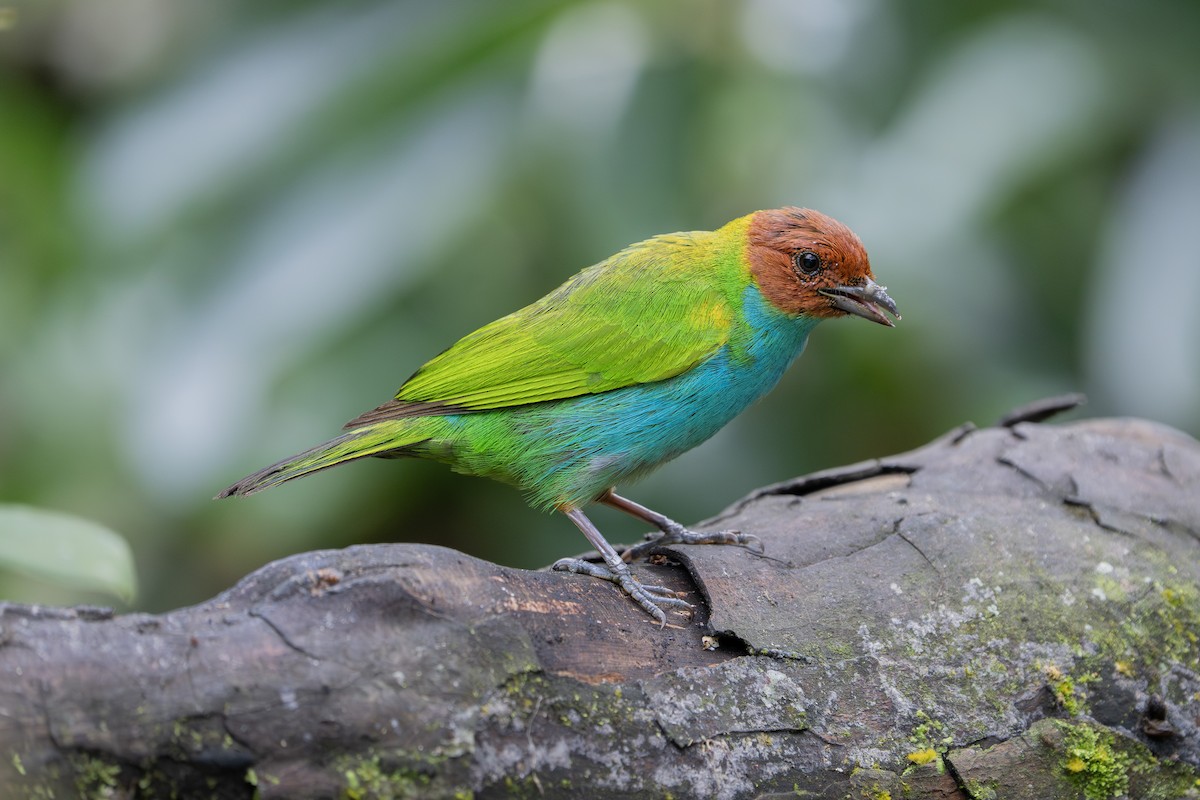 brunhodetanagar (albertinae gr.) - ML646974523