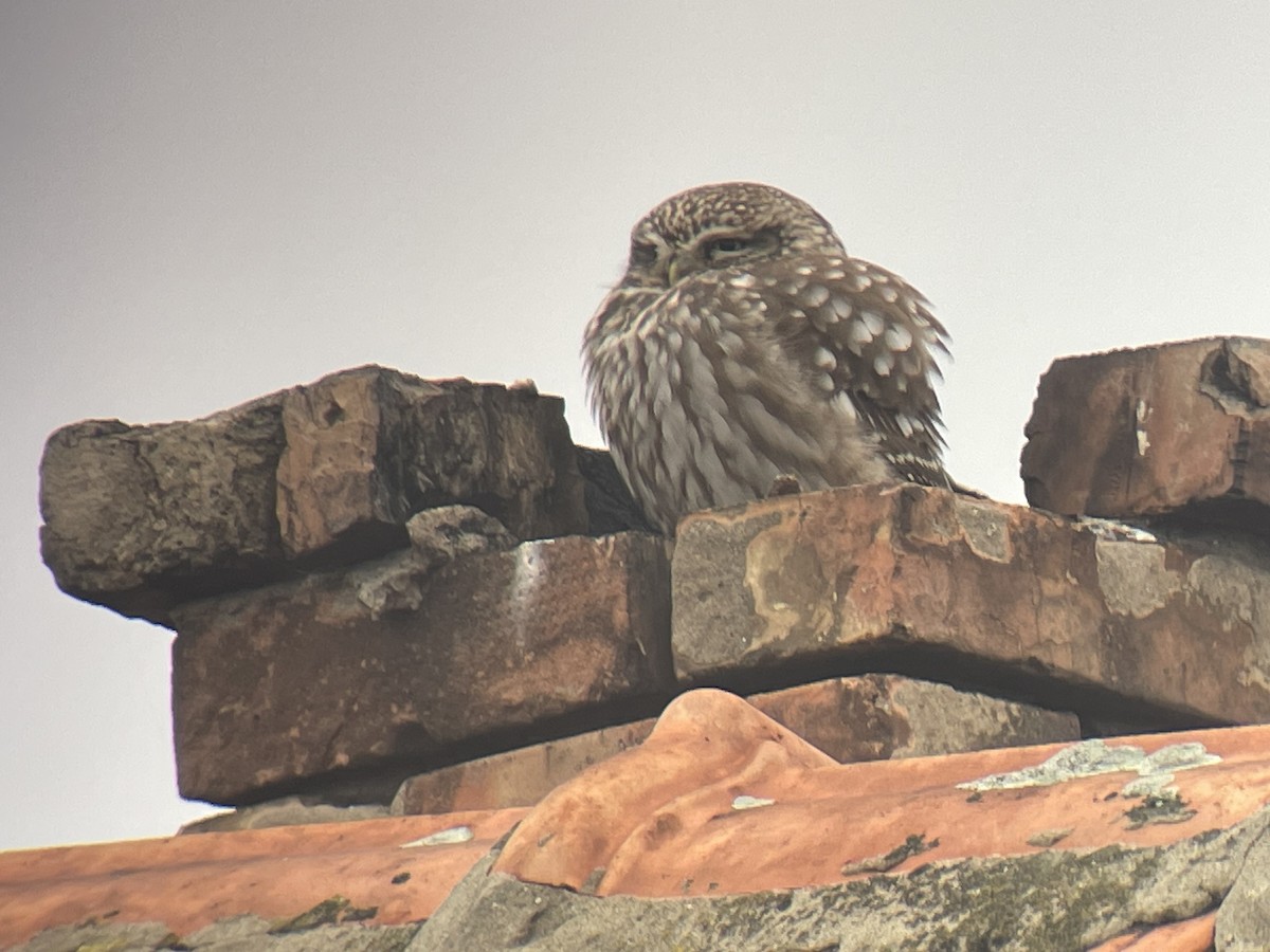 kirkeugle - ML646974524