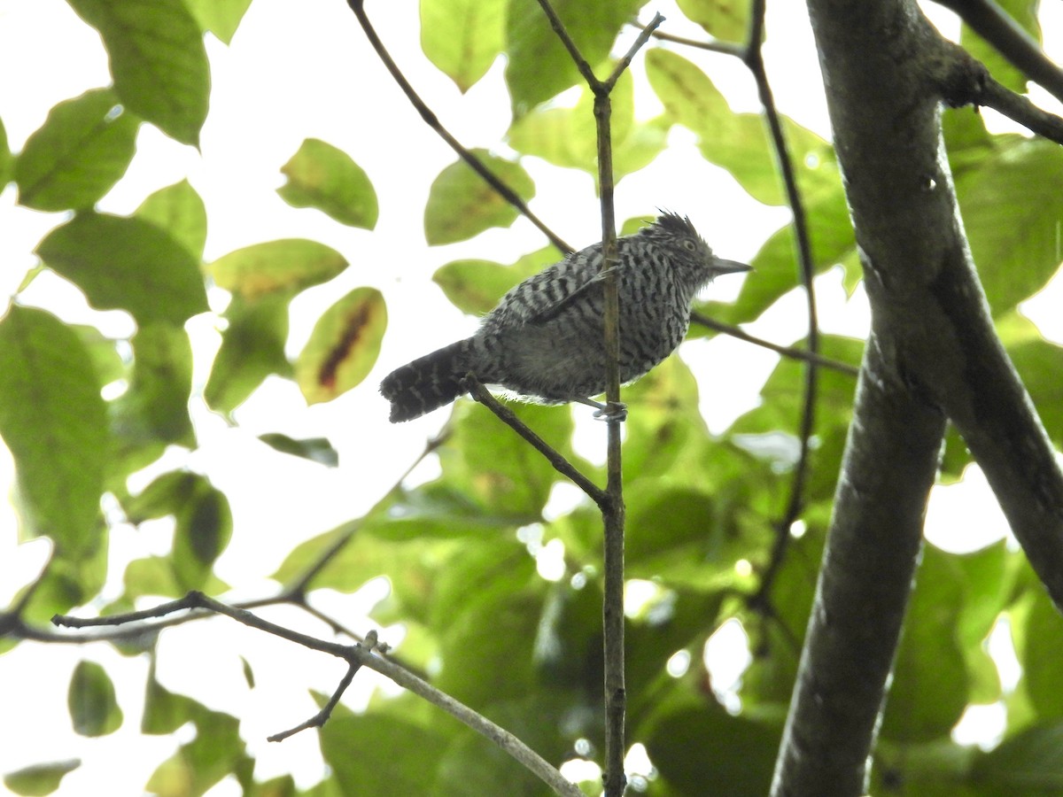 Bindenameisenwürger - ML646974526