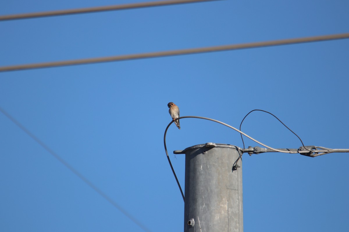 Боривітер американський - ML646974527