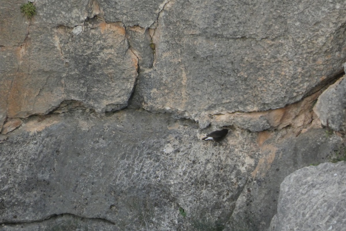 Black Wheatear - ML646974528