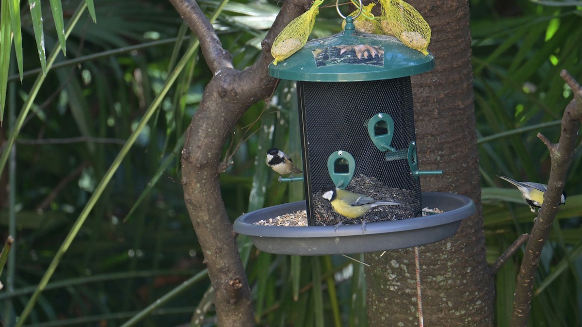 Pinu-kaskabeltza - ML646974531